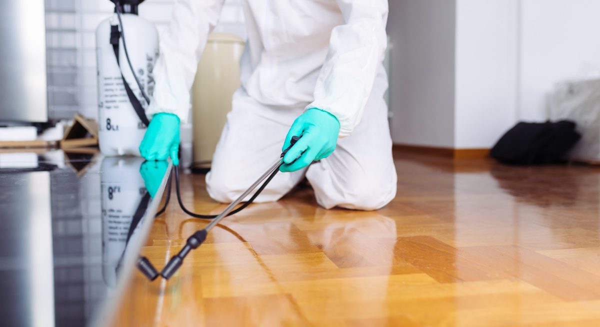 Why Should You Consider Professional Ant Exterminator Solutions?