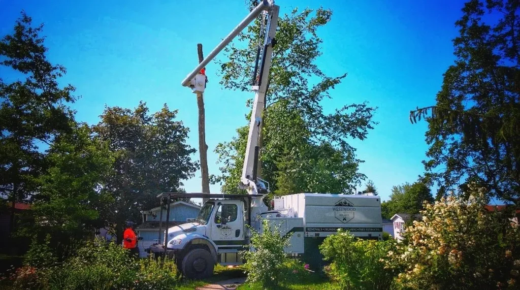 Tree Removal Services 